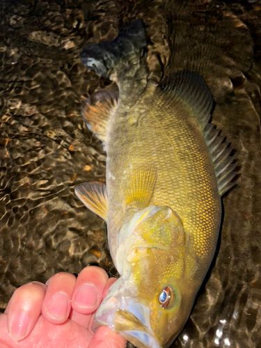 スモールマウスバスの釣果