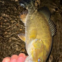 スモールマウスバス