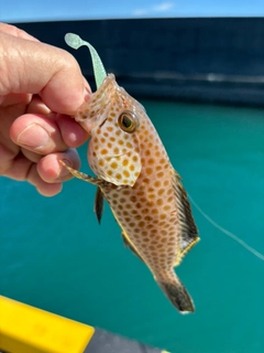 オオモンハタの釣果