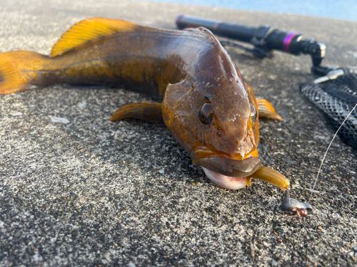 アイナメの釣果