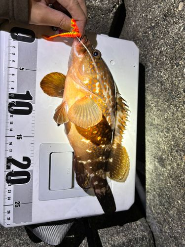 キジハタの釣果