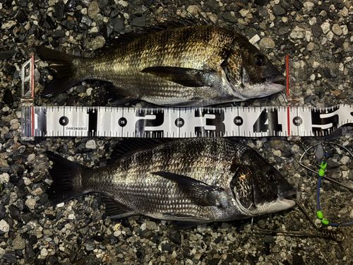 チヌの釣果