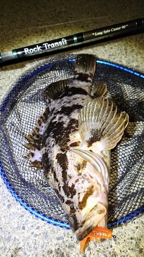 タケノコメバルの釣果