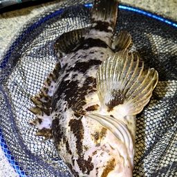 タケノコメバル