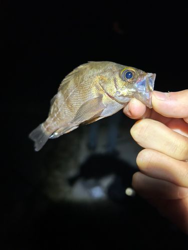 シロメバルの釣果