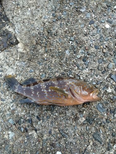 キジハタの釣果