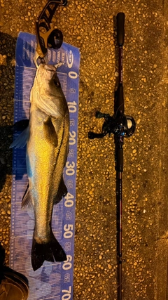 シーバスの釣果