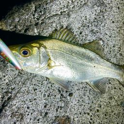 セイゴ（ヒラスズキ）