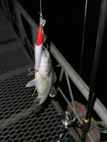 セイゴ（タイリクスズキ）の釣果