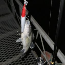 セイゴ（タイリクスズキ）