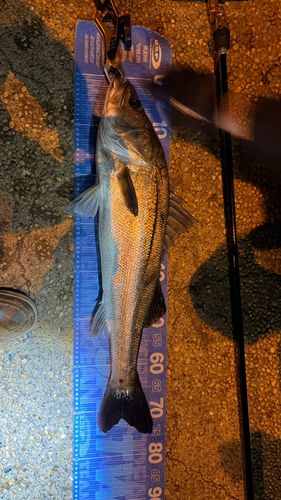 シーバスの釣果