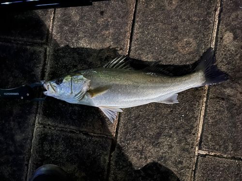 隅田川小名木川合流