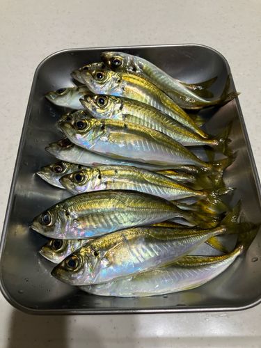アジの釣果
