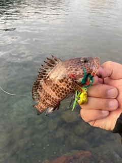 オオモンハタの釣果