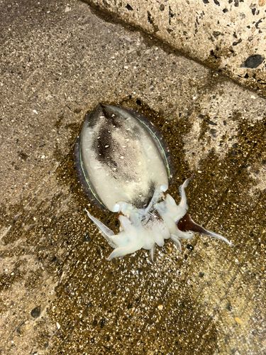 モンゴウイカの釣果