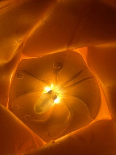 サノヤスドック