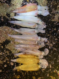 ヤリイカの釣果