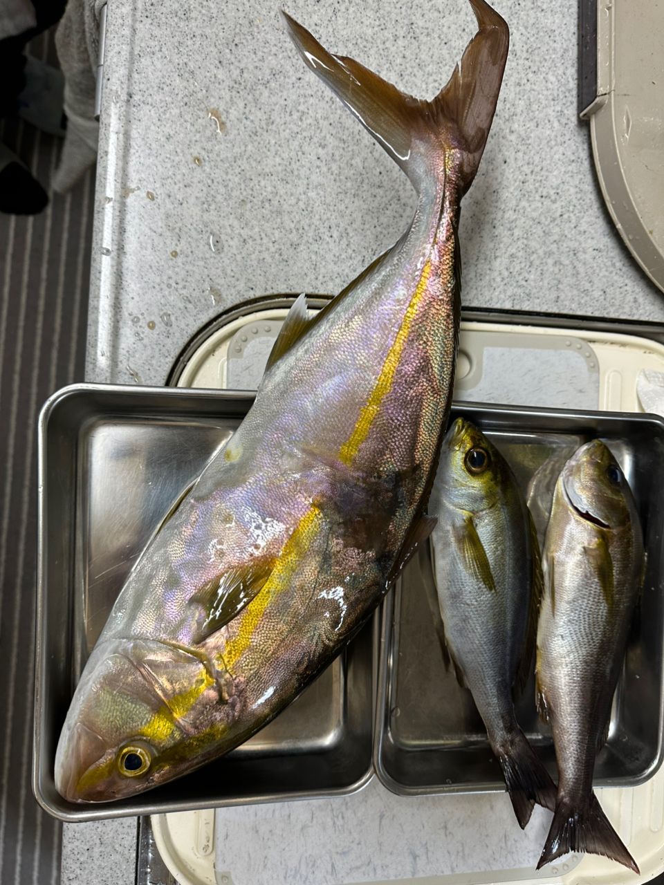 shutigerさんの釣果 2枚目の画像