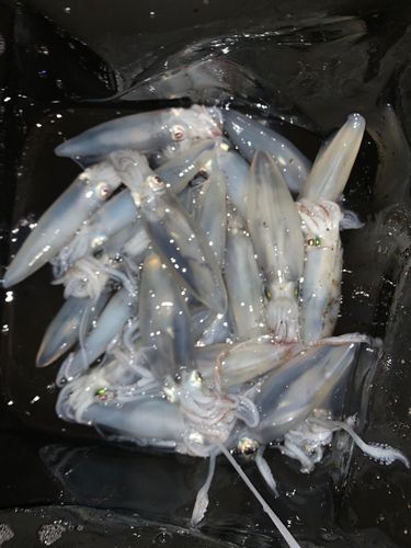 マメイカの釣果
