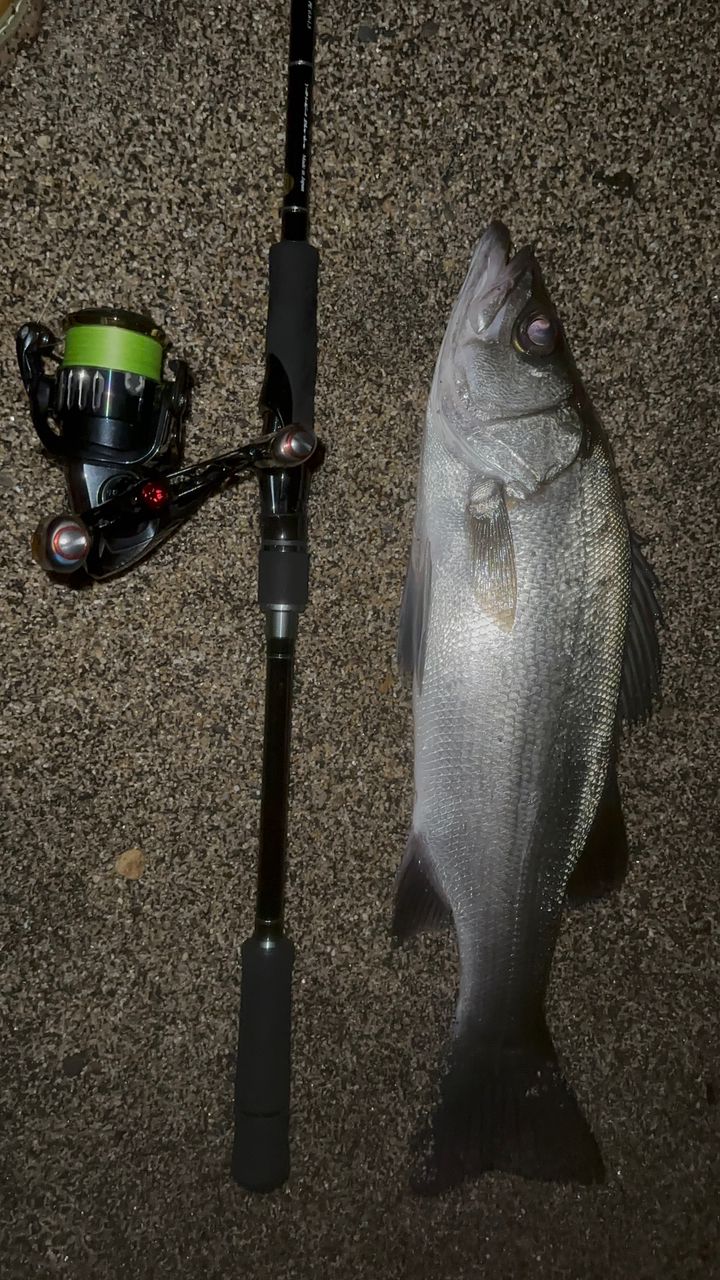 セイゴ（ヒラスズキ）