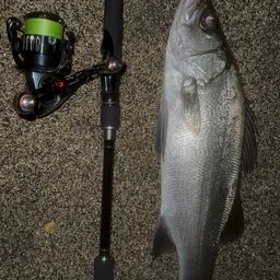 セイゴ（ヒラスズキ）