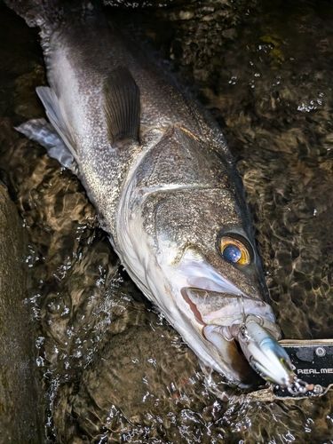 大野川（大分）