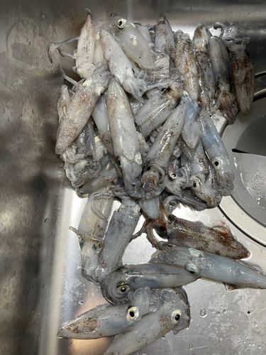 中央埠頭（博多湾）