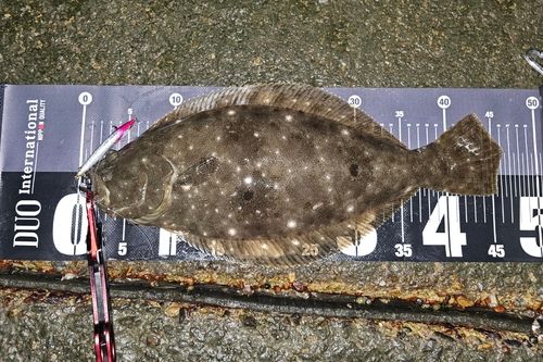 ヒラメの釣果