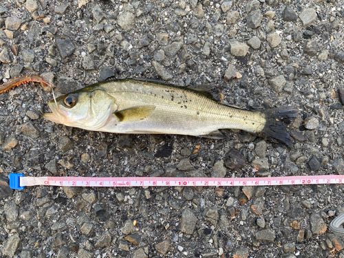 セイゴ（マルスズキ）の釣果