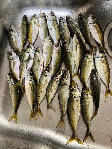 アジの釣果