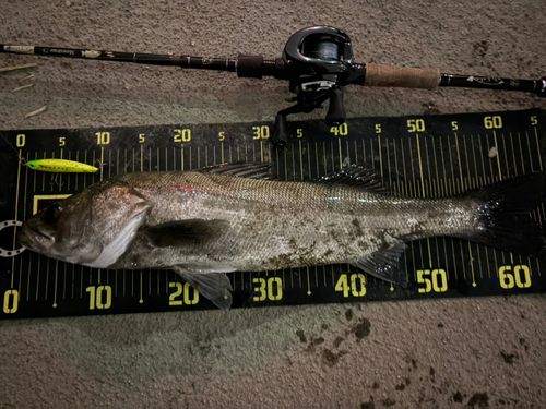 シーバスの釣果