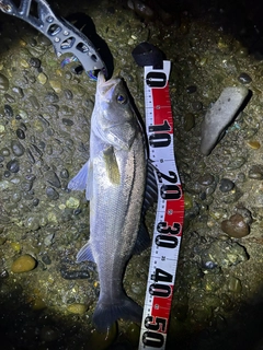 セイゴ（マルスズキ）の釣果