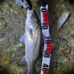 セイゴ（マルスズキ）