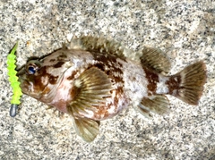 ムラソイの釣果