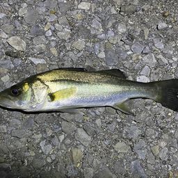 セイゴ（マルスズキ）