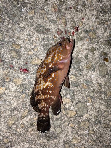 泉佐野食品コンビナート