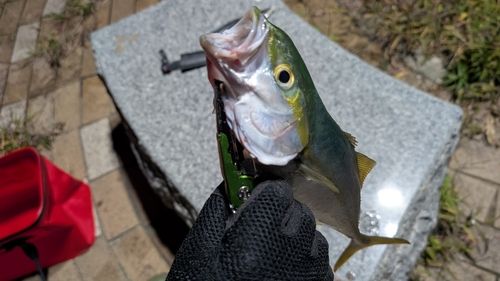 ワカシの釣果
