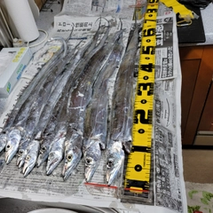 タチウオの釣果