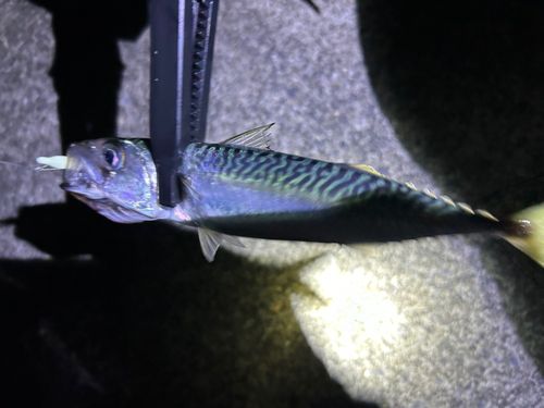 サバの釣果
