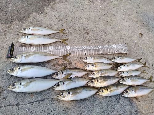 アジの釣果