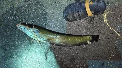 ニホンナマズの釣果