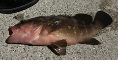 アコウの釣果
