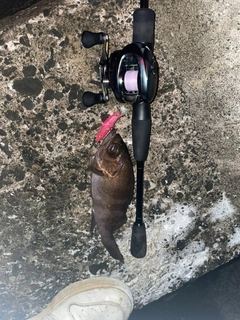 シロメバルの釣果