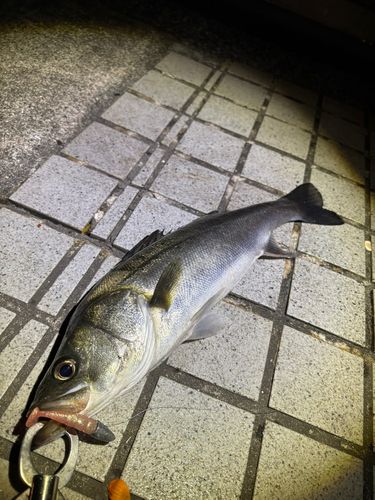 豊洲ぐるり公園