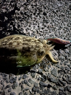 コウイカの釣果