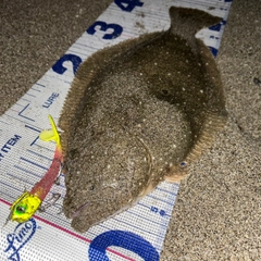 ヒラメの釣果