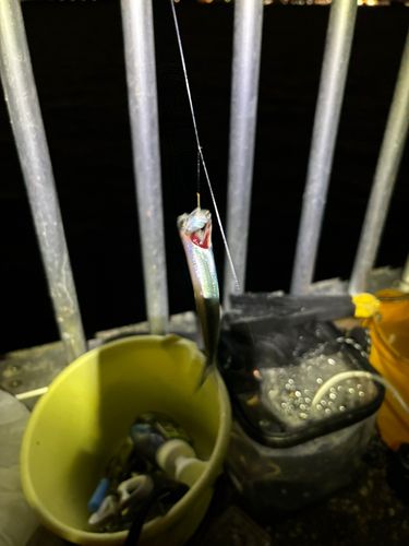 若洲海浜公園海釣り施設