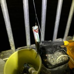 カタクチイワシ