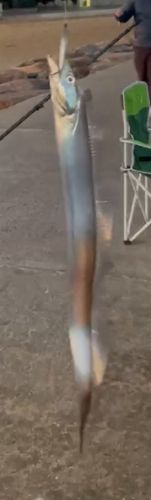 タチウオの釣果