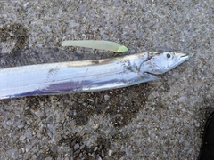 タチウオの釣果